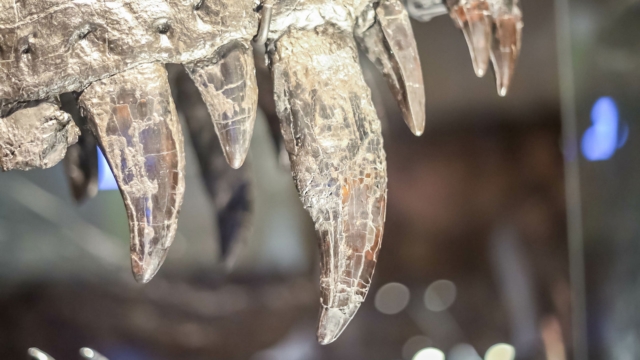 Naturkundemuseum
