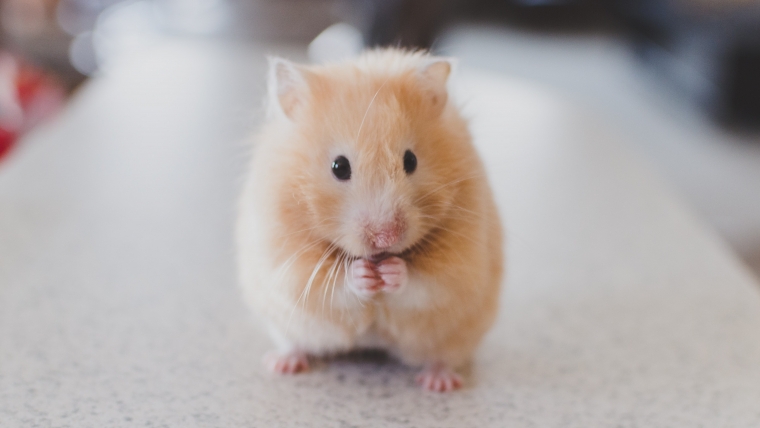 Tierschutz-Maus