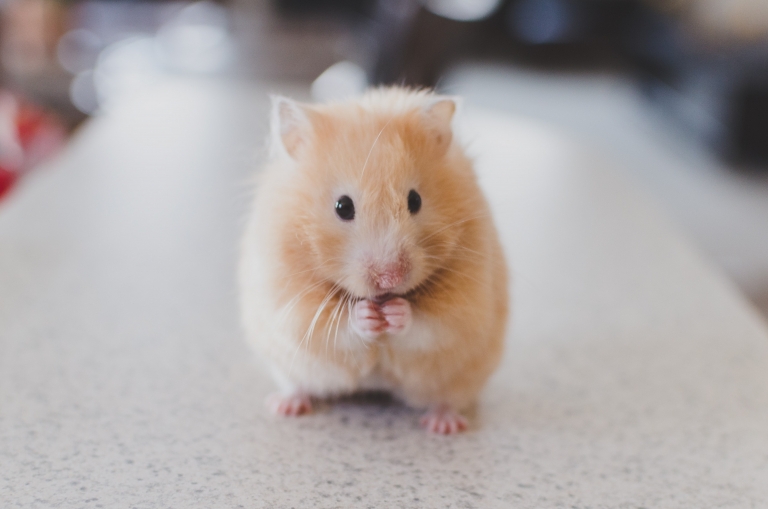 Tierschutz-Maus